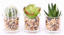 Succulent Plants Pillar Glass With Brown